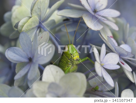 アジサイの花に隠れていたフキバッタの仲間 アジサイの花に隠れていたフキバッタの仲間 141107347