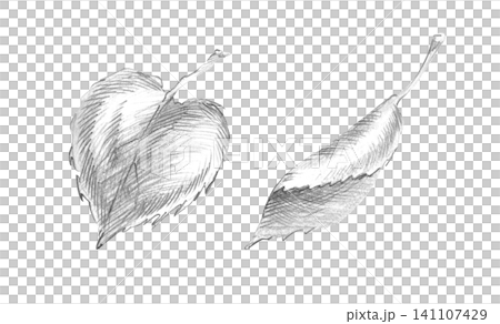 Black graphite pencil sketch linden leaves. Hand-drawn monochrome tree leaf set on an isolated background 141107429