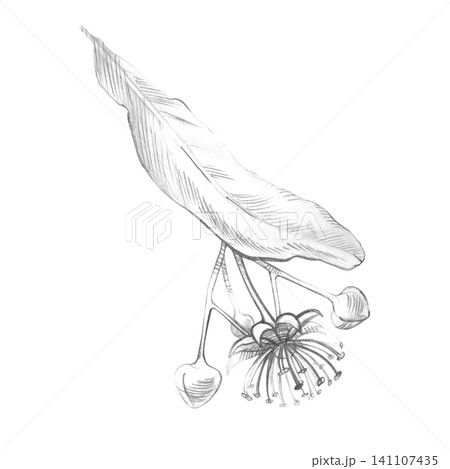 Pencil sketch linden flower branch. Isolated hand-drawn monochrome linden blossom illustration on an isolated background Pencil sketch linden flower branch. Isolated hand-drawn monochrome linden blossom illustration on an isolated background 141107435
