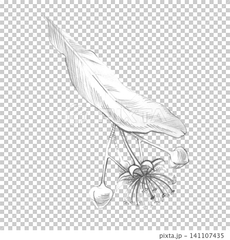 Pencil sketch linden flower branch. Isolated hand-drawn monochrome linden blossom illustration on an isolated background Pencil sketch linden flower branch. Isolated hand-drawn monochrome linden blossom illustration on an isolated background 141107435