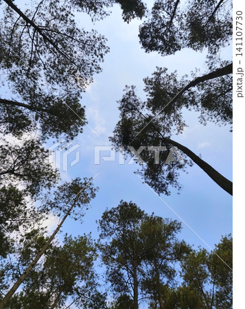 Tall pine trees towering against a clear blue sky. Tall pine trees towering against a clear blue sky. 141107730