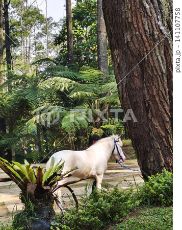 White tan pony standing near a large tree trunk. White tan pony standing near a large tree trunk. 141107758