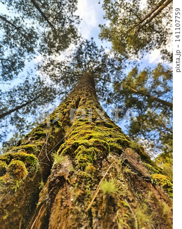 Low angle view of a tall Merkus pine tree under a sky. Low angle view of a tall Merkus pine tree under a sky. 141107759