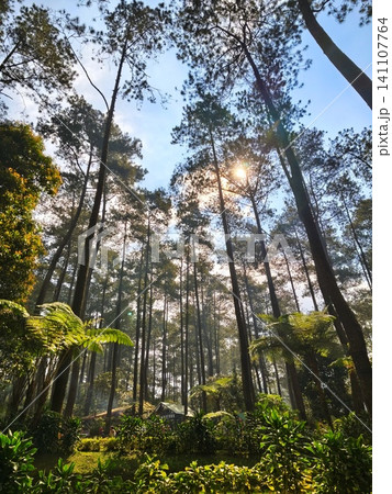 Beautiful pine forest atmosphere with tall trees. Beautiful pine forest atmosphere with tall trees. 141107764