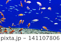魚 141107806