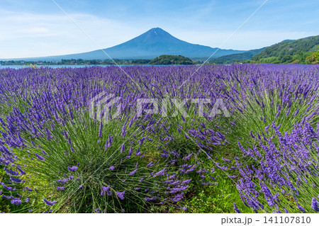 夏の河口湖 ラベンダーと富士山 大石公園 日本 夏の河口湖 ラベンダーと富士山 大石公園 日本 141107810