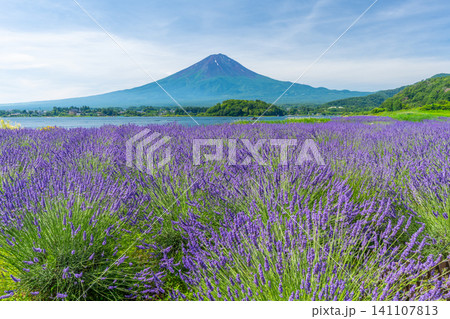 夏の河口湖 ラベンダーと富士山 大石公園 日本 夏の河口湖 ラベンダーと富士山 大石公園 日本 141107813