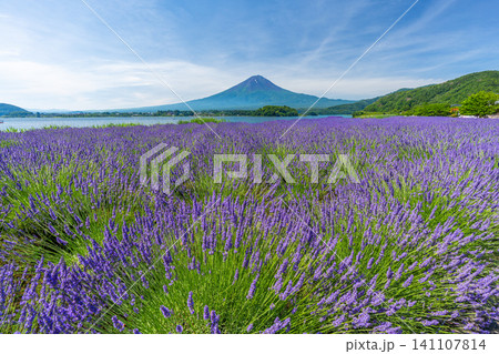 夏の河口湖 ラベンダーと富士山 大石公園 日本 夏の河口湖 ラベンダーと富士山 大石公園 日本 141107814