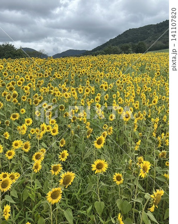 一面に広がるひまわり畑 一面に広がるひまわり畑 141107820