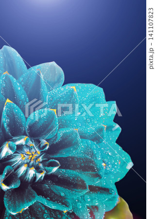 Surreal dark chrome blue flower dahlia with drops of water, macro. place for text Surreal dark chrome blue flower dahlia with drops of water, macro. place for text 141107823