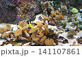 サンゴ 141107861