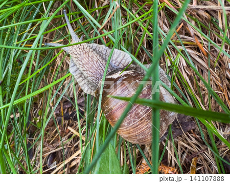 Detailed close-up showing the microstructure of a snails shell and skin, Detailed close-up showing the microstructure of a snails shell and skin, 141107888