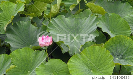 可憐な蓮の花 可憐な蓮の花 141108433