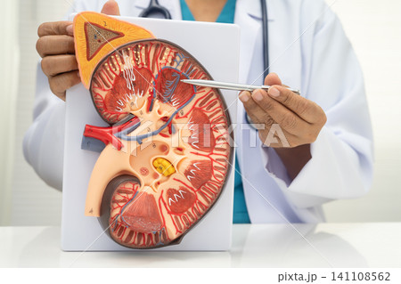 Chronic kidney disease, doctor with model for treatment urinary system, urology, Estimated glomerular filtration rate eGFR. 141108562