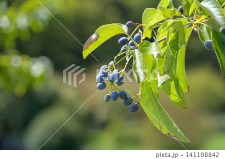 ヒトツバタゴの木に実る青黒い果実 ヒトツバタゴの木に実る青黒い果実 141108842