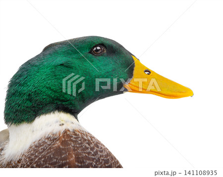 male brown duck isolated on white background 141108935