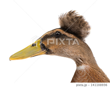 duck on a white background 141108936