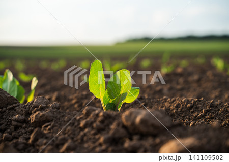 Young green sprout growing in rich brown soil on agricultural farmland, symbolizing new beginnings and organic farming Young green sprout growing in rich brown soil on agricultural farmland, symbolizing new beginnings and organic farming 141109502