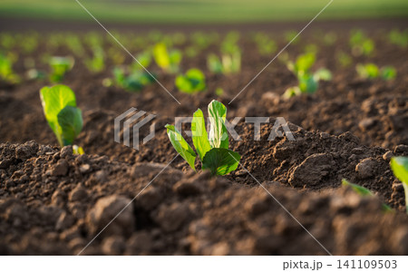Young plants growing in fertile soil on an agricultural field, showing new life and farming concept Young plants growing in fertile soil on an agricultural field, showing new life and farming concept 141109503