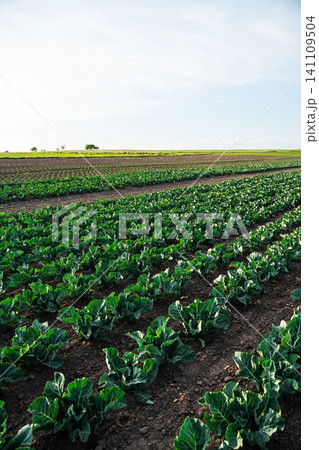 Rows of organic vegetable crops growing in fertile soil, agricultural field with fresh green plants under sky 141109504