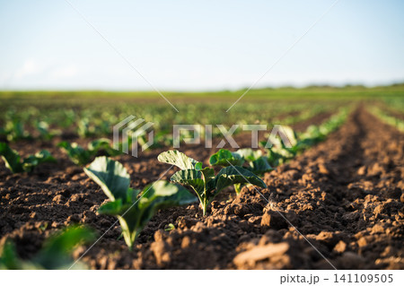 Green cabbage plants growing in dark soil rows, symbolizing organic farming, cultivation, abundance, and sustainable agriculture Green cabbage plants growing in dark soil rows, symbolizing organic farming, cultivation, abundance, and sustainable agriculture 141109505