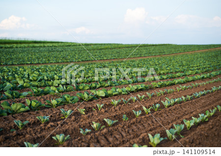 Cabbage field showing rows of growing fresh organic vegetables and cultivating sustainable agriculture Cabbage field showing rows of growing fresh organic vegetables and cultivating sustainable agriculture 141109514