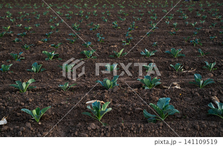 Young cabbage plants growing in neat rows on fertile brown soil, concept of agriculture and organic farming Young cabbage plants growing in neat rows on fertile brown soil, concept of agriculture and organic farming 141109519