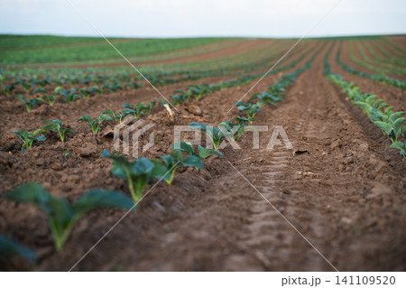Green cabbage seedlings thriving in rich soil, neatly planted in long rows across a rural farm field Green cabbage seedlings thriving in rich soil, neatly planted in long rows across a rural farm field 141109520