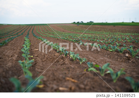 Young plants growing in long, parallel rows on a cultivation field, showing new growth, agriculture, and sustainable farming Young plants growing in long, parallel rows on a cultivation field, showing new growth, agriculture, and sustainable farming 141109525