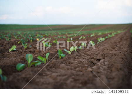 Green rows of young cauliflower plants growing in fertile brown soil on an agricultural field under a clear sky Green rows of young cauliflower plants growing in fertile brown soil on an agricultural field under a clear sky 141109532