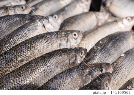 Fresh raw fish on market counter seafood background close up Fresh raw fish on market counter seafood background close up 141109562