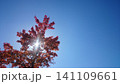 紅葉した木と太陽 141109661