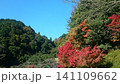 緑と赤 141109662
