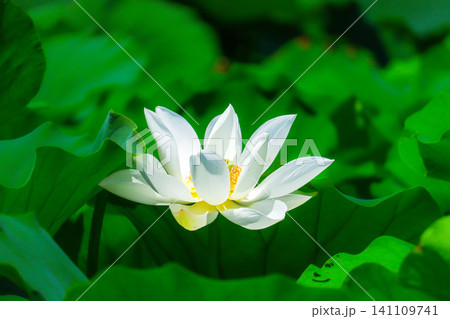 白い蓮の花 白い蓮の花 141109741