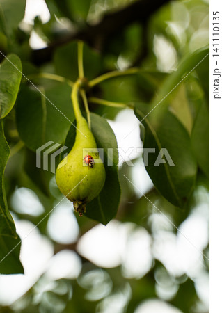 Young green pear growing on a branch with a red ladybug, symbolizing nature, growth, and organic produce 141110135