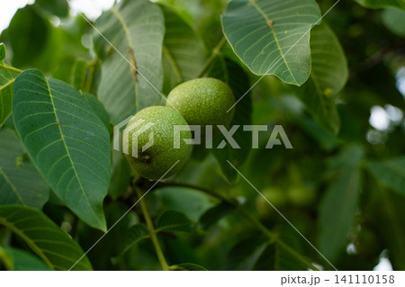 Walnuts growing on tree branch with green leaves, unripe organic fruit maturing in summer garden or farm Walnuts growing on tree branch with green leaves, unripe organic fruit maturing in summer garden or farm 141110158
