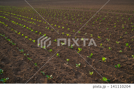 Young plants emerging from rich earth in a large farm field, showing the beginning of agricultural growth and cultivation Young plants emerging from rich earth in a large farm field, showing the beginning of agricultural growth and cultivation 141110204