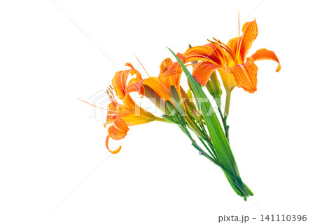 Fresh orange daylily blooms on white background with copy space 141110396