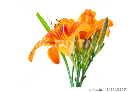 Elegant Hemerocallis blossoms isolated on white studio background Elegant Hemerocallis blossoms isolated on white studio background 141110397