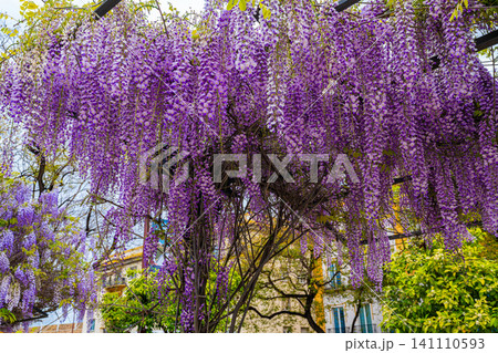 Blooming Wisteria Sinensis with classic purple flowers Blooming Wisteria Sinensis with classic purple flowers 141110593