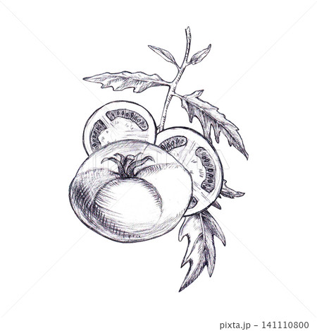 Whole tomato with stem, leaves and two sliced halves in background hand-drawn graphite pencil sketch. Isolated culinary botanical element for organic cookbook design, restaurant menu, food packaging. 141110800