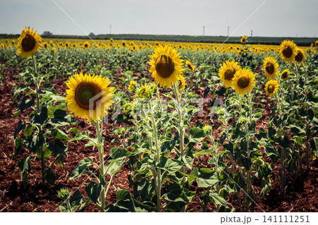 Summer in Andalusia, a vibrant sunflower field in Carmona countryside Summer in Andalusia, a vibrant sunflower field in Carmona countryside 141111251