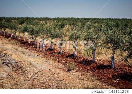 Agriculture in Andalusia, a field of young olive trees in Carmona Agriculture in Andalusia, a field of young olive trees in Carmona 141111298