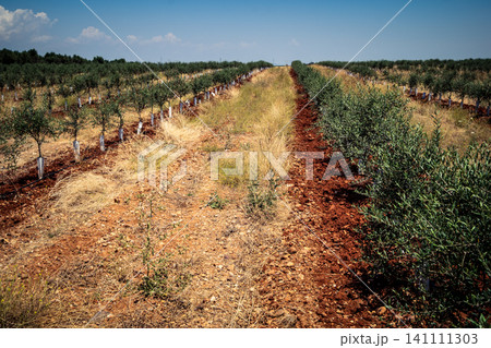 Agriculture in Andalusia, a field of young olive trees in Carmona 141111303