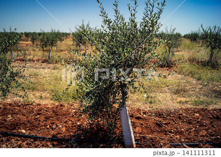 Agriculture in Andalusia, a field of young olive trees in Carmona 141111311