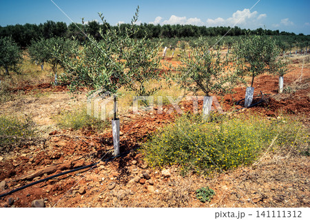 Agriculture in Andalusia, a field of young olive trees in Carmona Agriculture in Andalusia, a field of young olive trees in Carmona 141111312