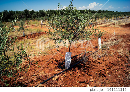 Agriculture in Andalusia, a field of young olive trees in Carmona 141111313