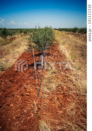 Agriculture in Andalusia, a field of young olive trees in Carmona Agriculture in Andalusia, a field of young olive trees in Carmona 141111316