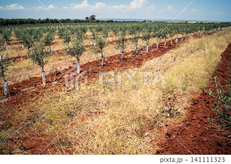 Agriculture in Andalusia, a field of young olive trees in Carmona Agriculture in Andalusia, a field of young olive trees in Carmona 141111323