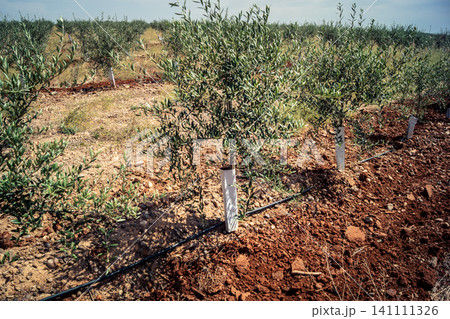Agriculture in Andalusia, a field of young olive trees in Carmona Agriculture in Andalusia, a field of young olive trees in Carmona 141111326